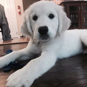 Meet your Posher, Ella